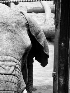 Tusk africa savannah