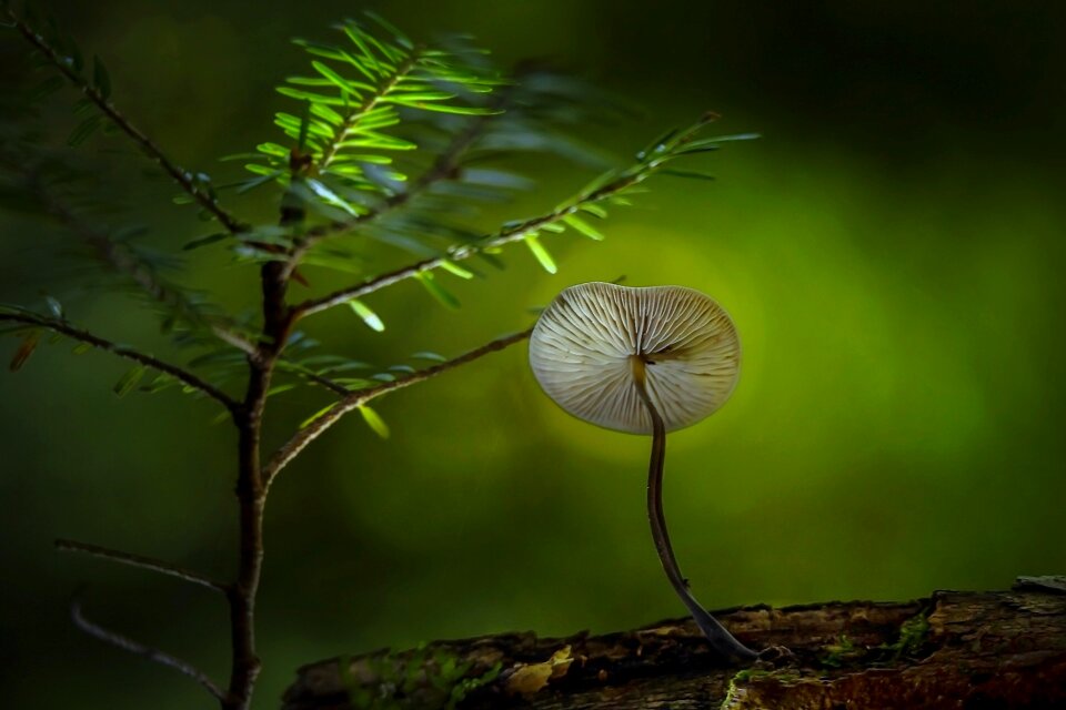Mushroom fungus food