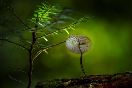 Mushroom fungus food photo