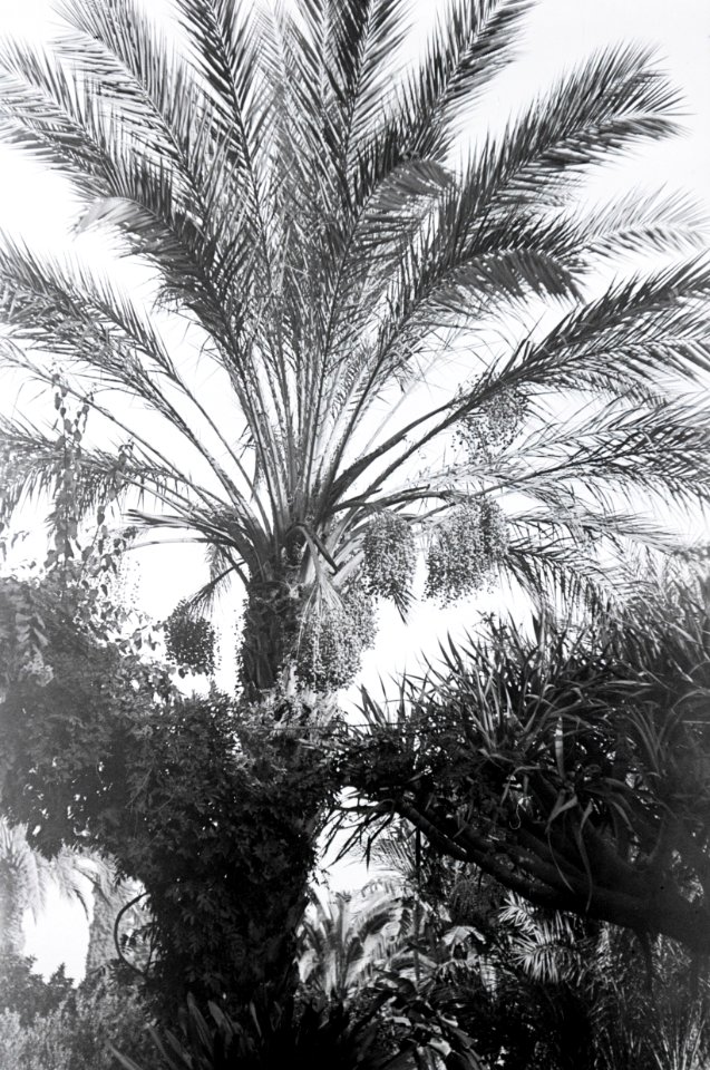 ETH-BIB-Palme in Garten zwischen Tunis und Algier-Nordafrikaflug 1932-LBS MH02-13-0085