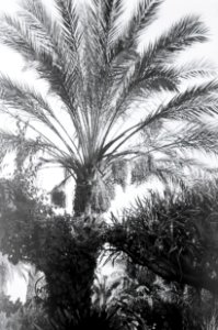 ETH-BIB-Palme in Garten zwischen Tunis und Algier-Nordafrikaflug 1932-LBS MH02-13-0085