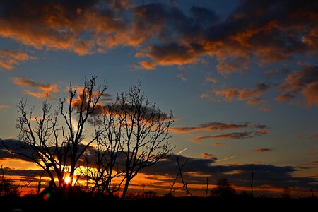 Twilight evening tree photo