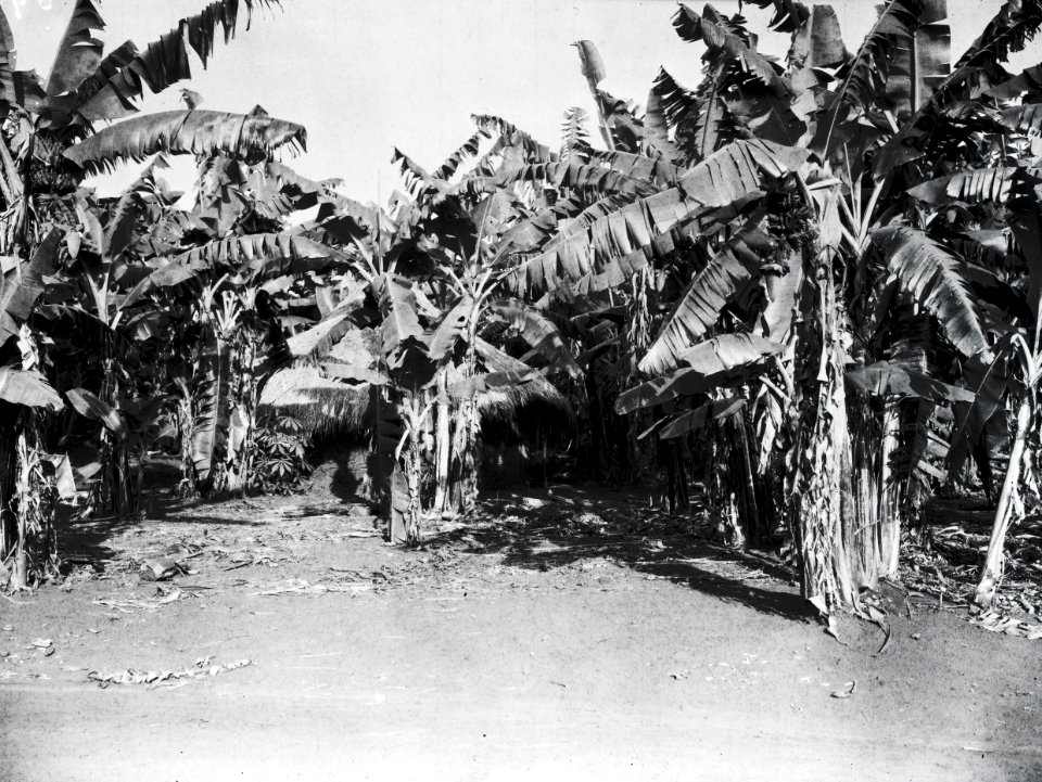 ETH-BIB-Palmenhain-Kilimanjaroflug 1929-30-LBS MH02-07-0591