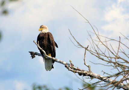 Birds of prey nature majestic photo