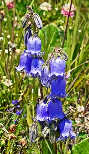 Mountain summer grasses flowers