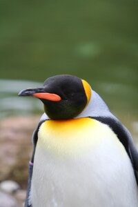 Nature side view animal