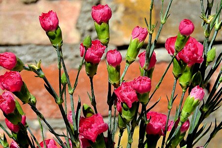 Flower plant cloves