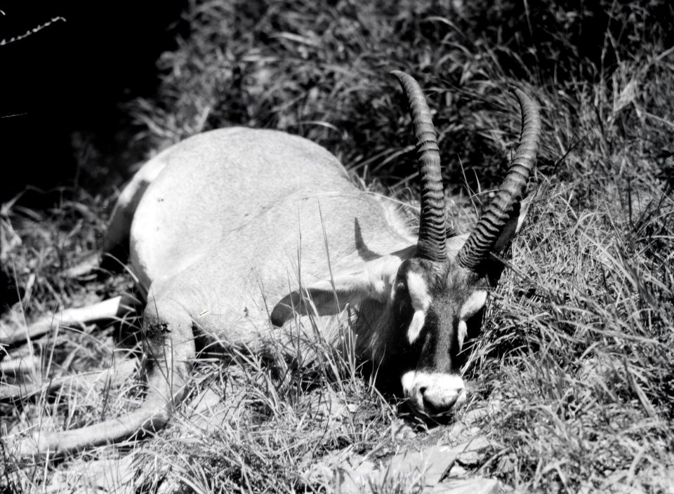 ETH-BIB-Pferdeantilope-Kilimanjaroflug 1929-30-LBS MH02-07-0355