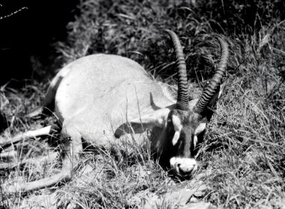 ETH-BIB-Pferdeantilope-Kilimanjaroflug 1929-30-LBS MH02-07-0355