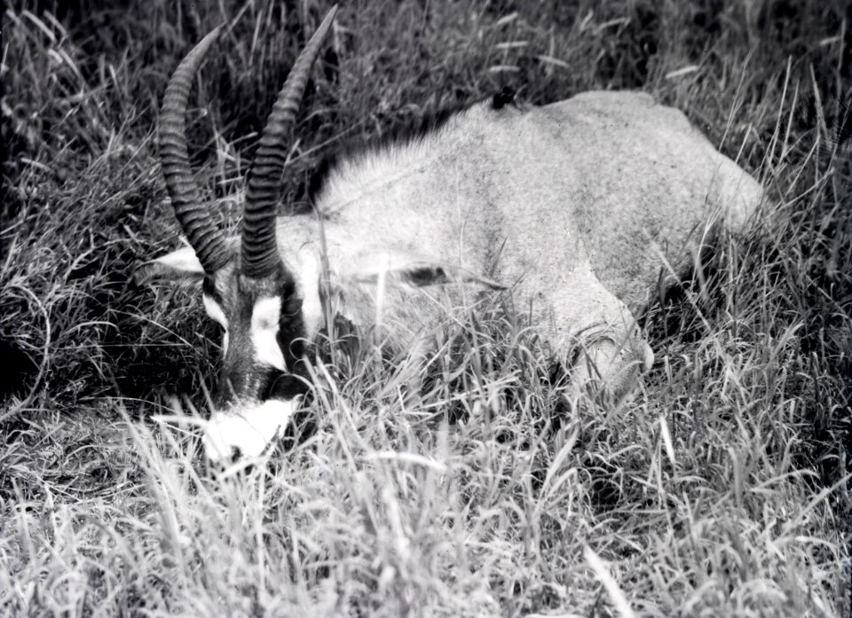 ETH-BIB-Pferdeantilope-Kilimanjaroflug 1929-30-LBS MH02-07-0353
