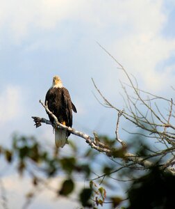 American symbol freedom wildlife photo