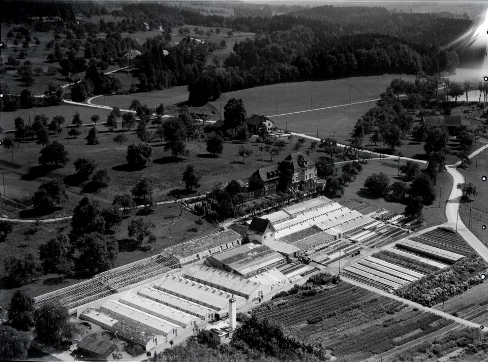ETH-BIB-Pfäffikon, Gärtnerei Gubler an der Wallikerstrasse-Inlandflüge-LBS MH03-1082