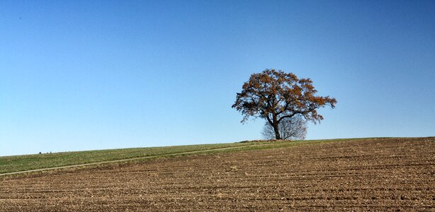 Tree panorama alone