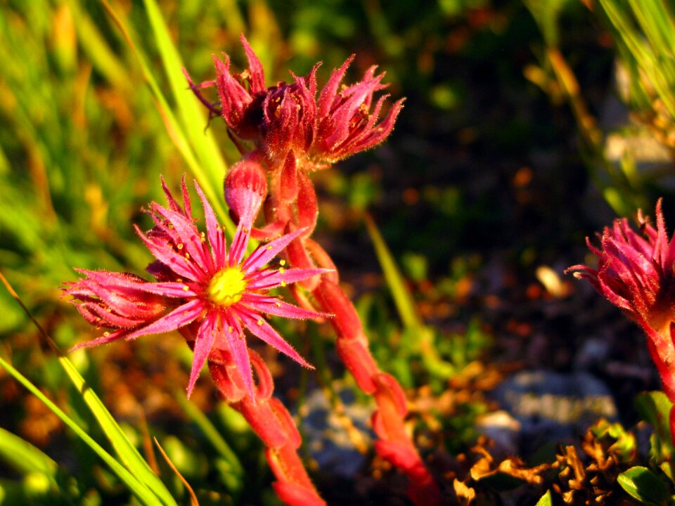 Purple light nature