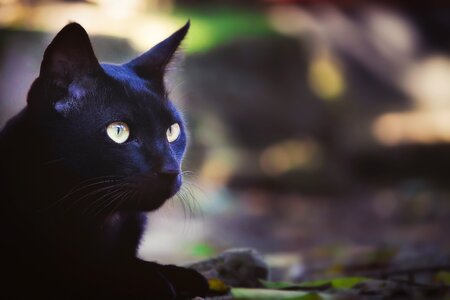 Animal portrait cat
