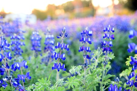 Lupine purple green photo