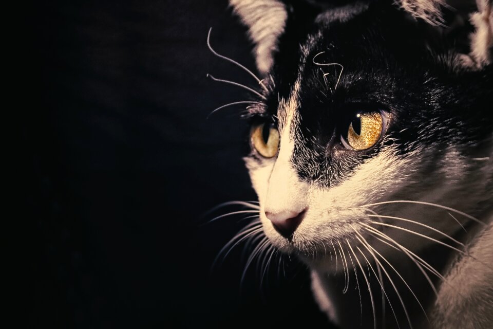 Animal eye domestic