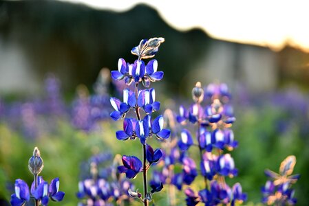 Lupine purple green photo