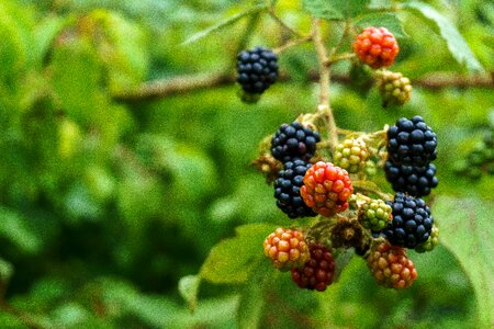 Fruit eat healthy