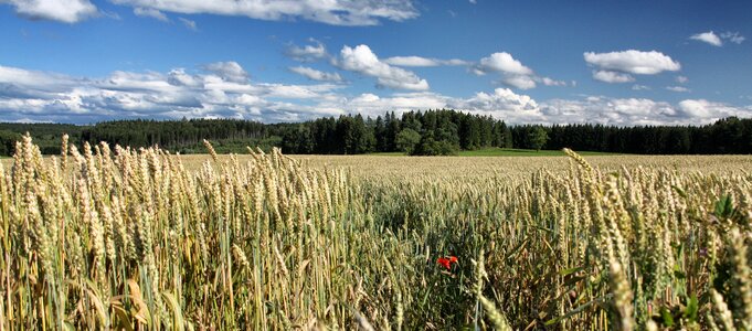Summer landscape field