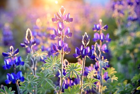 Lupine purple green