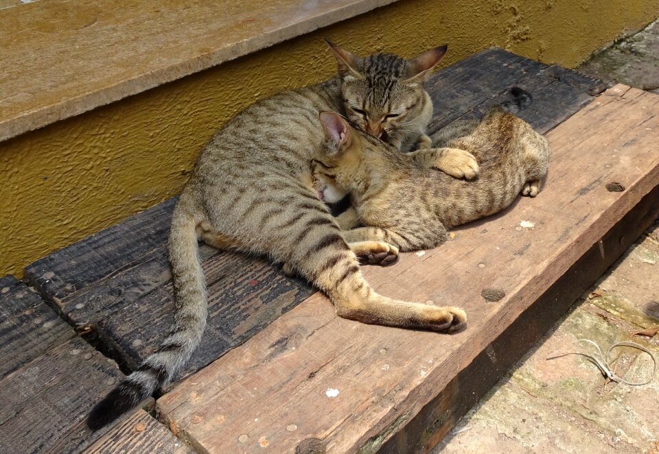 Feeding domestic cat breed