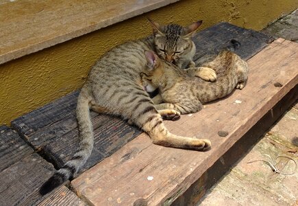 Feeding domestic cat breed