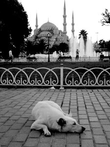 Street dog minaret city photo