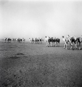 ETH-BIB-Rennkamele der englischen Militärverwaltung in Kassala-Abessinienflug 1934-LBS MH02-22-0170