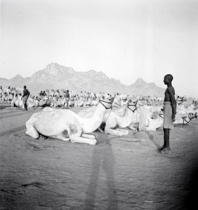 ETH-BIB-Rennkamele der englischen Militärverwaltung in Kassala-Abessinienflug 1934-LBS MH02-22-0171