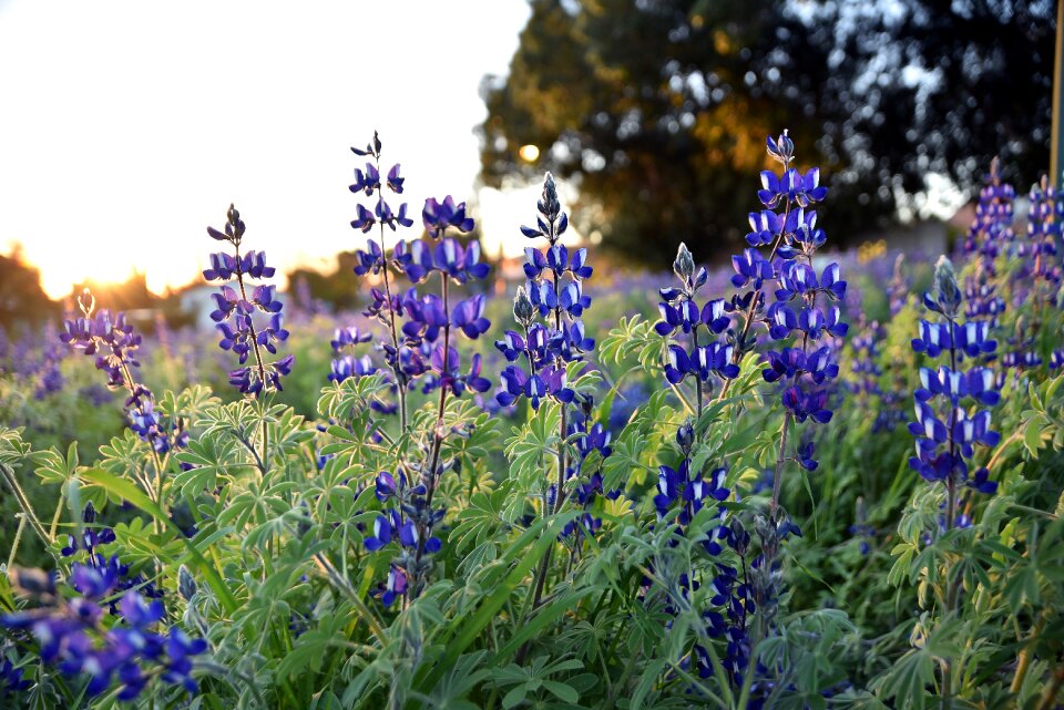 Lupine purple green