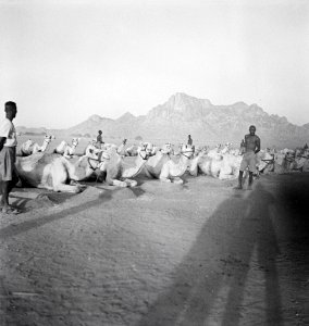 ETH-BIB-Rennkamele der englischen Militärverwaltung in Kassala-Abessinienflug 1934-LBS MH02-22-0169