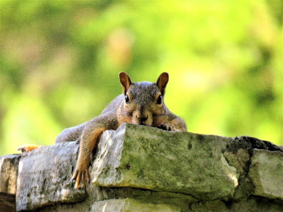 Cute brown and gray wildlife