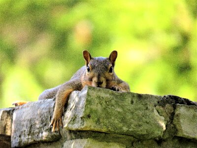 Cute brown and gray wildlife