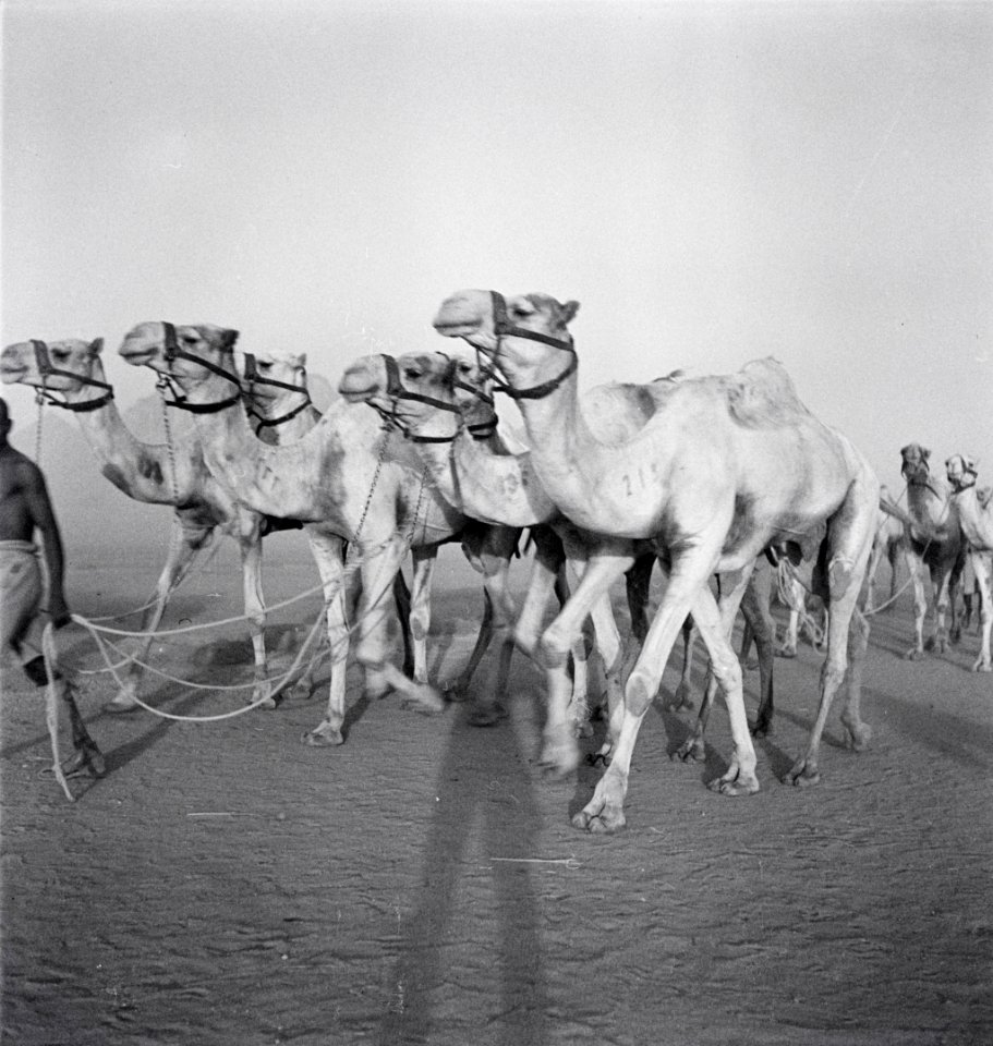 ETH-BIB-Rennkamele der englischen Militärverwaltung in Kassala-Abessinienflug 1934-LBS MH02-22-0172