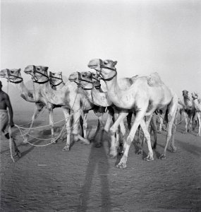 ETH-BIB-Rennkamele der englischen Militärverwaltung in Kassala-Abessinienflug 1934-LBS MH02-22-0172