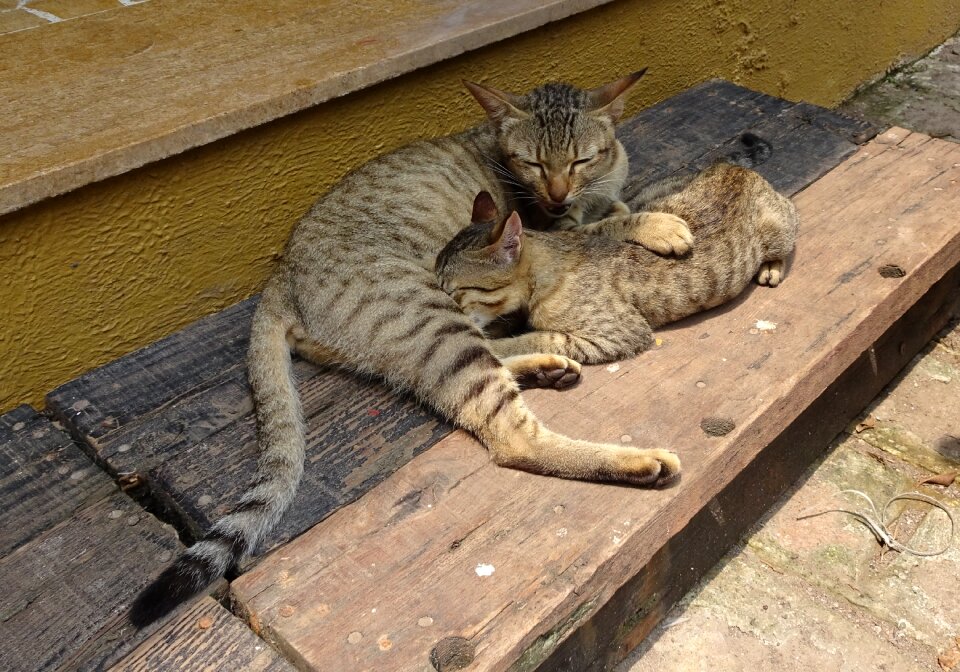 Feeding domestic cat breed