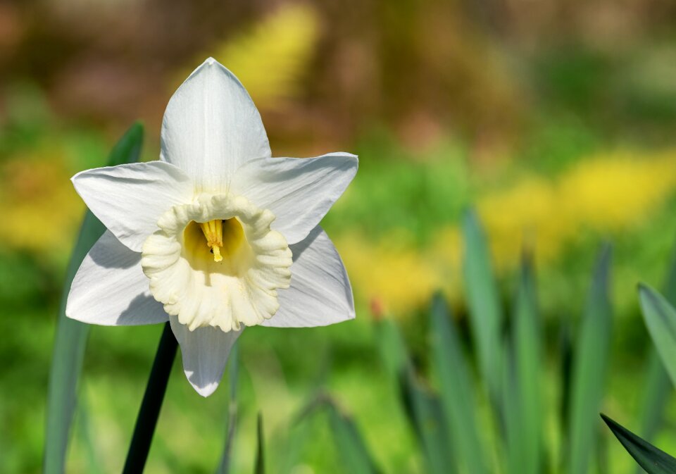 Flower white flower blossom