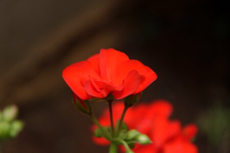 Flowers color beauty