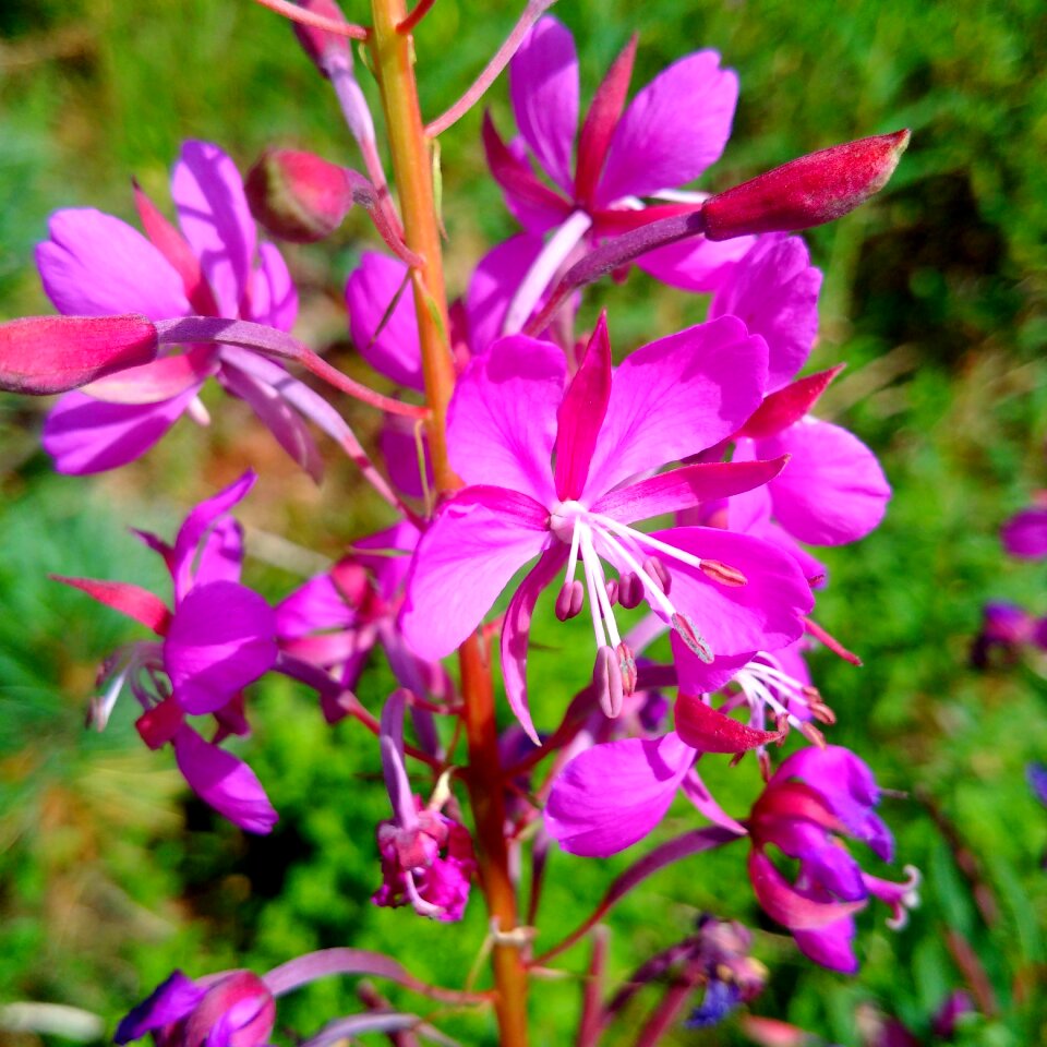 Pink light nature photo