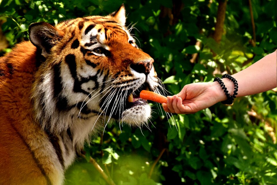 Carrot big cat wild animal