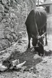 ETH-BIB-Rind und Katze-Abessinienflug 1934-LBS MH02-22-1175