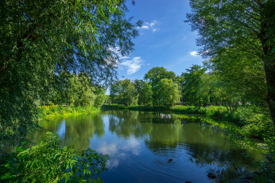 Trees lake water photo