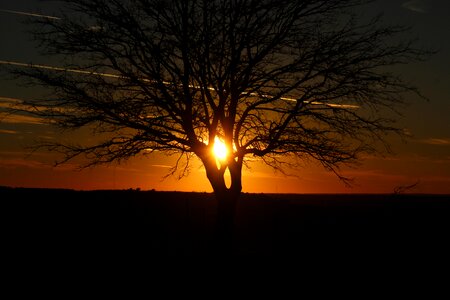Evening tree silhouette