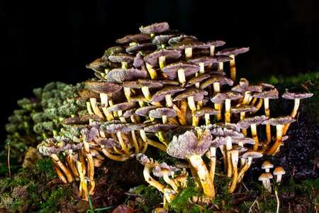 Forest mushroom picking forest mushroom