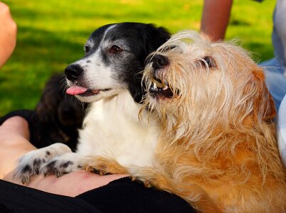 Treat small dogs sweet