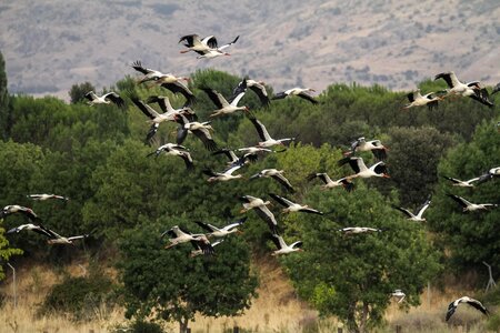 Storks migrating birding