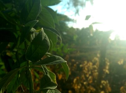 Plant morning light photo