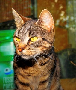 Hunter attention cat face