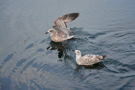 Silver gull animal nature